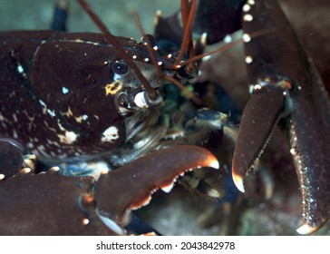 Close Up Of Common Lobster