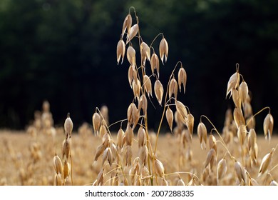 Close Common Oat Growing Oat Field Stock Photo 2007288335 | Shutterstock