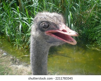 Close Up Common Ostrich Face