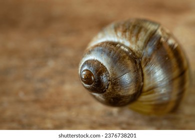 Close up of a common Periwinkle on an old  wooden plank ஸ்டாக் ஃபோட்டோ