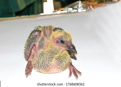 Juvenile Pigeon Images Photos Et Images Vectorielles De Stock Shutterstock