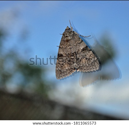 Similar – Schmetterling