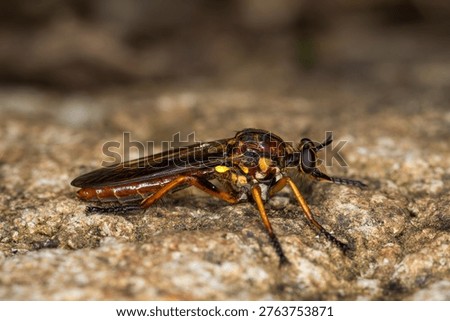 Close up of The Common Robber Fly (Neoitamus melanopogon), also known as the assassin fly, which is a native, predatory insect found throughout New Zealand in grasslands and forest clearings