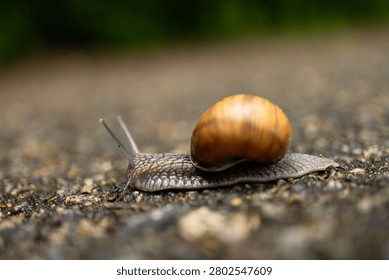 Close up of a common snail with a brown shell moving slowly on a pavement surface