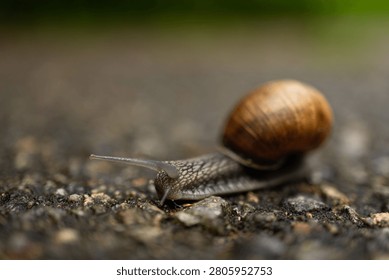 Close up of a common snail with a brown shell moving slowly on a pavement surface