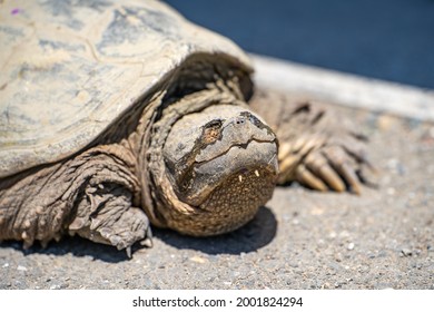 794 Snapping Turtle Eye Images, Stock Photos & Vectors 