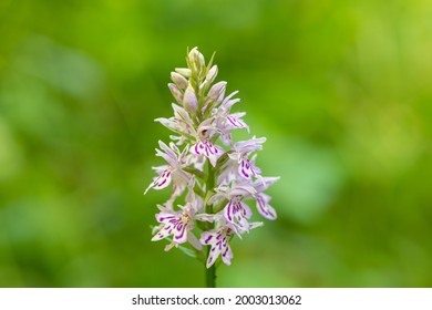 Close up of a common spotted orchid (dactylorhiza fuchsii) flower in bloom - Shutterstock ID 2003013062