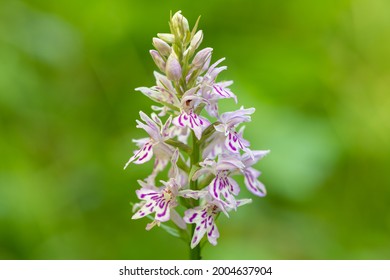 Close up of a common spotted orchid (dactylorhiza fuchsii) flower in bloom - Shutterstock ID 2004637904