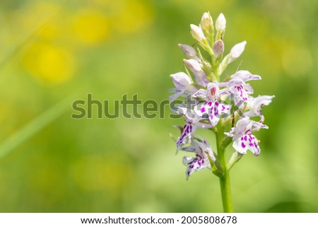 Close up of a common spotted orchid (dactylorhiza fuchsii) flower in bloom