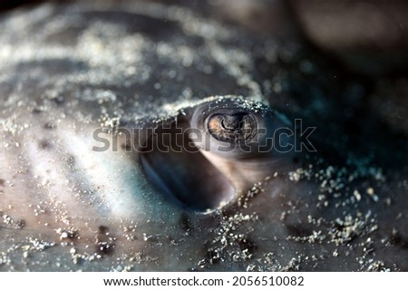 Similar – Image, Stock Photo Dead Dove IV Pigeon Animal