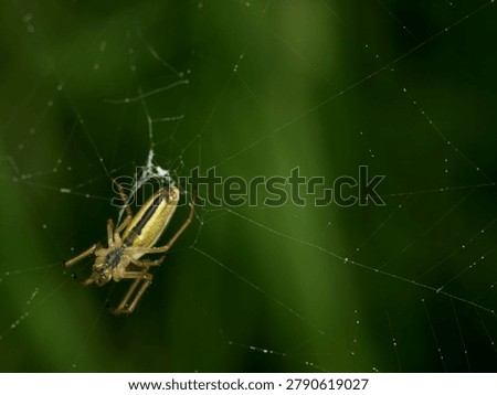 close up of a Common Stretch spider in its web