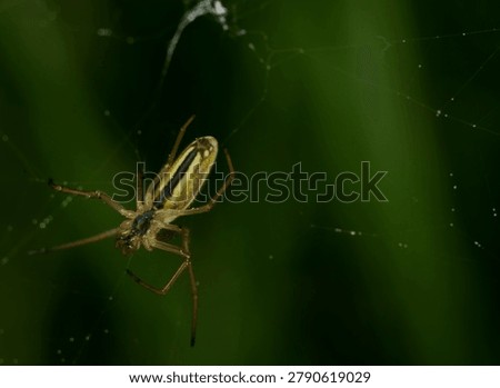 close up of a Common Stretch spider in its web