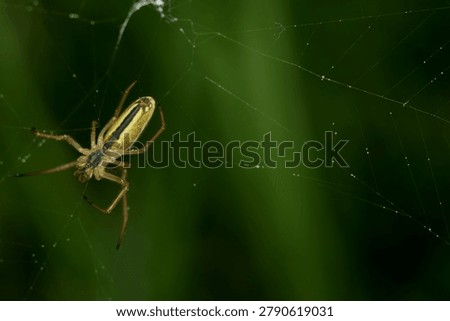 close up of a Common Stretch spider in its web