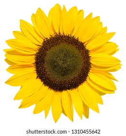 Close up of a common sunflower isolated in front of white background