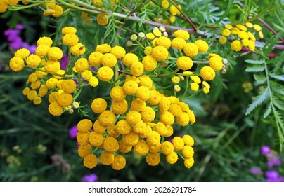 Close up of Common Tansy flowers, Derbyshire England
