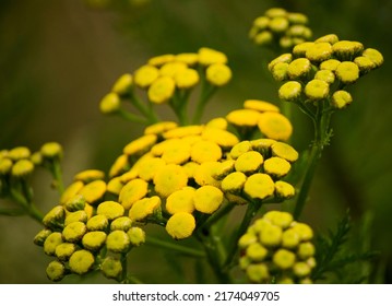 Close Up Of Common Tansy In Meadow.