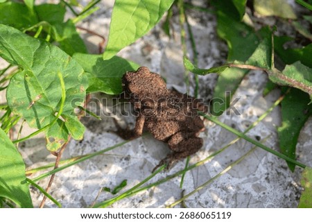 Close Up Of A Common Toad