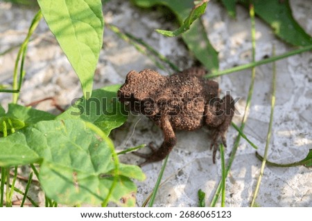 Close Up Of A Common Toad