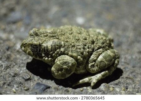 Close up of a common toad (Bufo bufo)