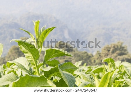 Close up Common tobacco, the Nicotiana tabacum is an annually-growing herbaceous plant