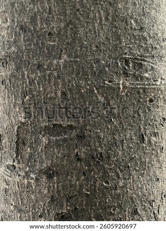 A close up of a common tree bark