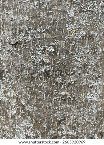 A close up of a common tree bark