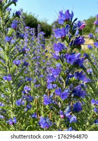 Close Up Of Common Viper's Bugloss