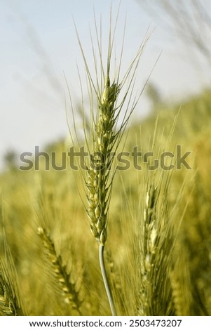 Triticale grain field, view of stalks and ears without sky