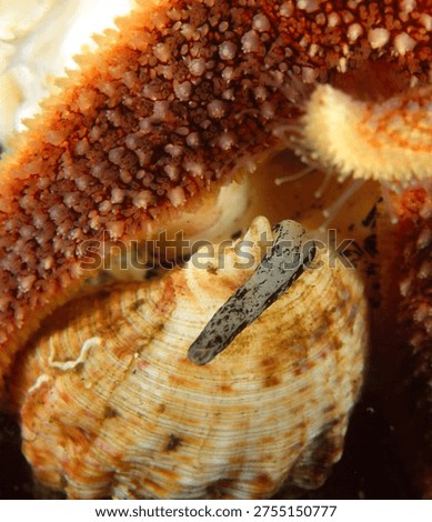 close up of a Common Whelk with its extended siphonal canal and Common Starfish feding on carrion