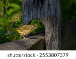 A close up of a Common yellowthroat (Geothlypis trichas) perched on a wooden fence