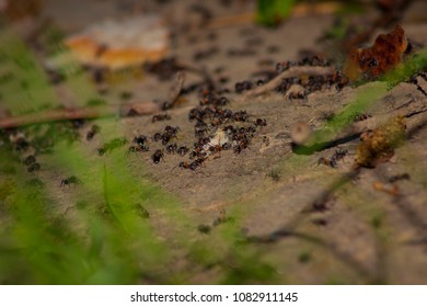 Close Up Of A Community Of Ants Transporting Bread Crumbs On The Forest Floor