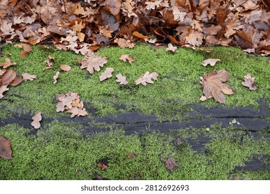A close composition of the autumn ground layer in a city park, featuring a dark black fallen tree trunk dominating the lower half of the frame. The aged trunk is almost completely covered with bright green moss, creating a textured surface that resembles an aerial landscape with miniature hills and valleys. The upper part of the image is filled with a scattered layer of light yellow and brown fallen oak, ash, and clover leaves lying in a natural disorder. The overlapping leaves create a sense of movement and dynamic flow across the forest floor, contrasting with the static texture of the moss-covered wood. The photograph highlights autumn decomposition, organic patterns, and the intricate details of urban park nature.