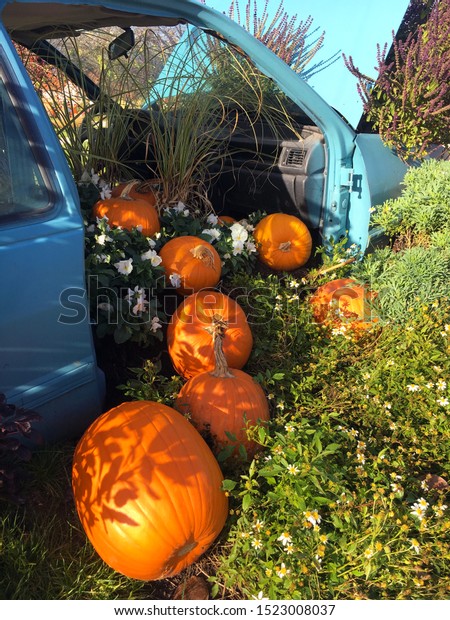 Close up of composition of orange pumpkins in\
the old retro car. Autumn, outdoor fall background. Harvest,\
Halloween and Thanksgiving\
concept.