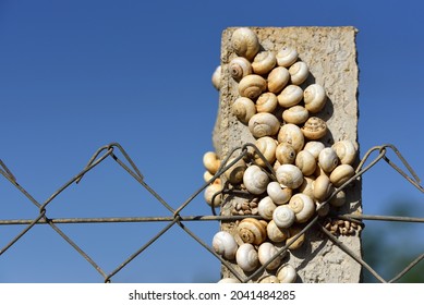 Close Up Of A Concrete Post On A Chain Link Fence That Is Full Of Snail Shells Against A Blue Sky