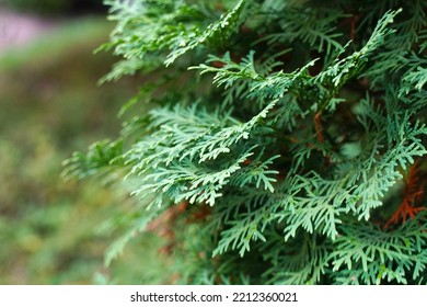 Close Up Of The Cones Of Thuja He Western Red Cedar Tree.