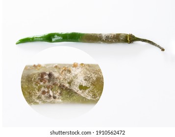 Close Up Conidium Germinates Fungus Botrytis Spp. Common Name Gray Mold On Green Chili Tissue 