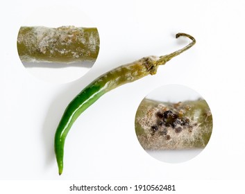 Close Up Conidium Germinates Fungus Botrytis Spp. Common Name Gray Mold On Green Chili Tissue 