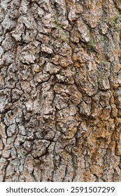 Close up of conifer tree bark
