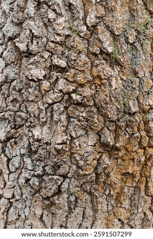 Close up of conifer tree bark