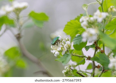 Close up conservation message insect pollinator on flowering shrub, vivid metallic shell and fragile petals illustrate habitat importance and biodiversity awareness