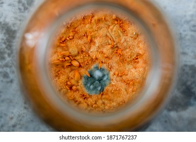 Close Up To Contamination In Mycelium On Grain Of Cordyceps Which Have To Separate This Sampling Out Of Clean Room To Safe The Other Remain