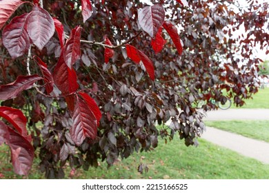  Close Up Of Copper Beech Tree Leaves