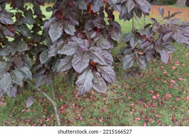  Close Up Of Copper Beech Tree Leaves