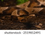 Close up of a Copperhead snake 