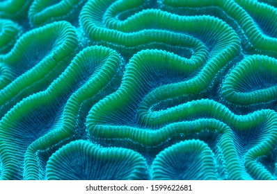 Close up of a coral. 