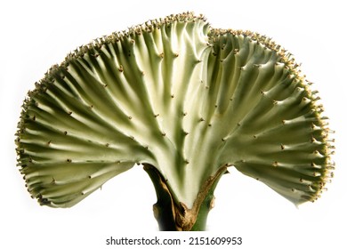close up of the Coral Candelabra cactus fan shaped