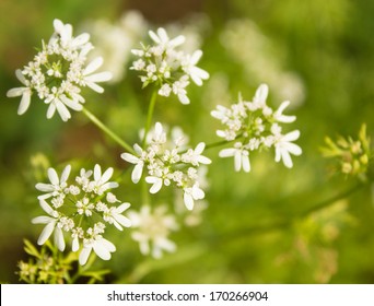 Close Up Of Coriander Flower 