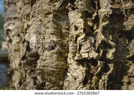 close up of cork oak tree bark, Quercus Suber tree used to make wine bottle caps and cork