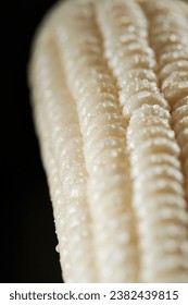 close up of corn,  corn