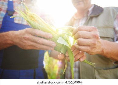 Close Up Of Corn Crop

